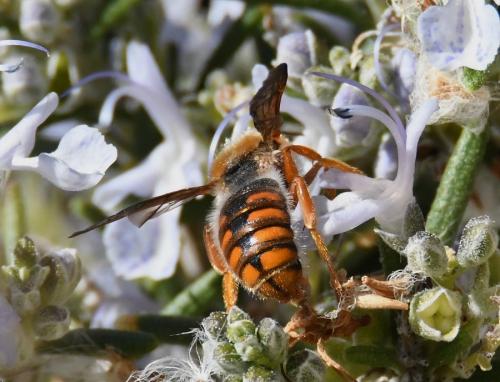 Rhodanthidium sticticum